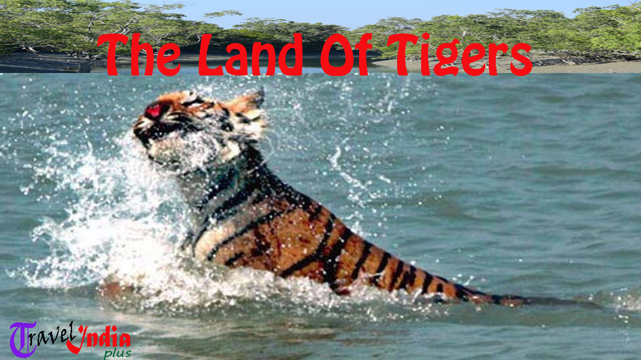 Sundarbans -- The Largest Delta World Heritage In The land Of Tigers New  Wonders Of Nature 2023