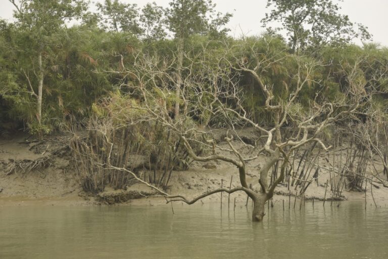 Mangrove Forest Widely Acclaimed For It’s Excellent Biodiversity