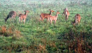 Kaziranga National Park