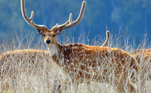 Corbett National Park