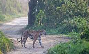 Corbett National Park