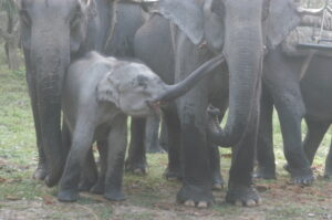 Kaziranga National Park