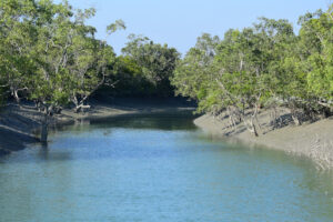 Sundarbans 