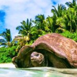 Things To do In Seychelles