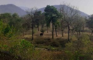 Places To Visit Near Bandipura Forest