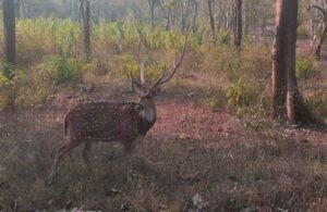 Places To Visit Near Bandipura Forest