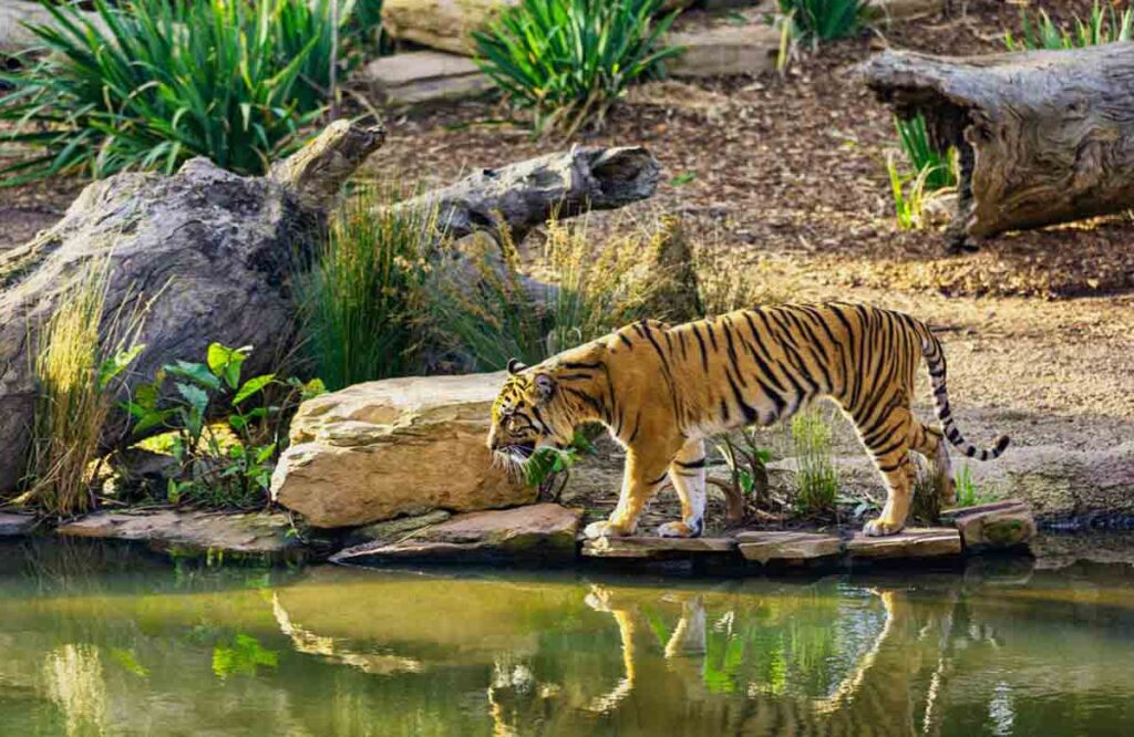 Places To Visit Near Bandipura Forest