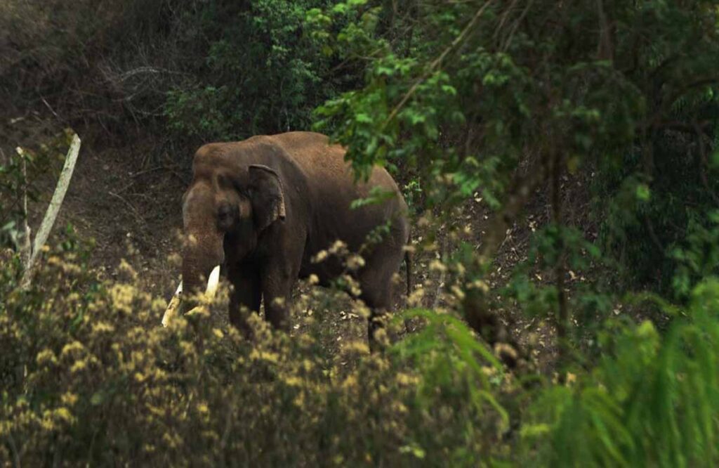 Places To Visit In Bandipura Forest