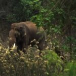 Places To Visit In Bandipura Forest